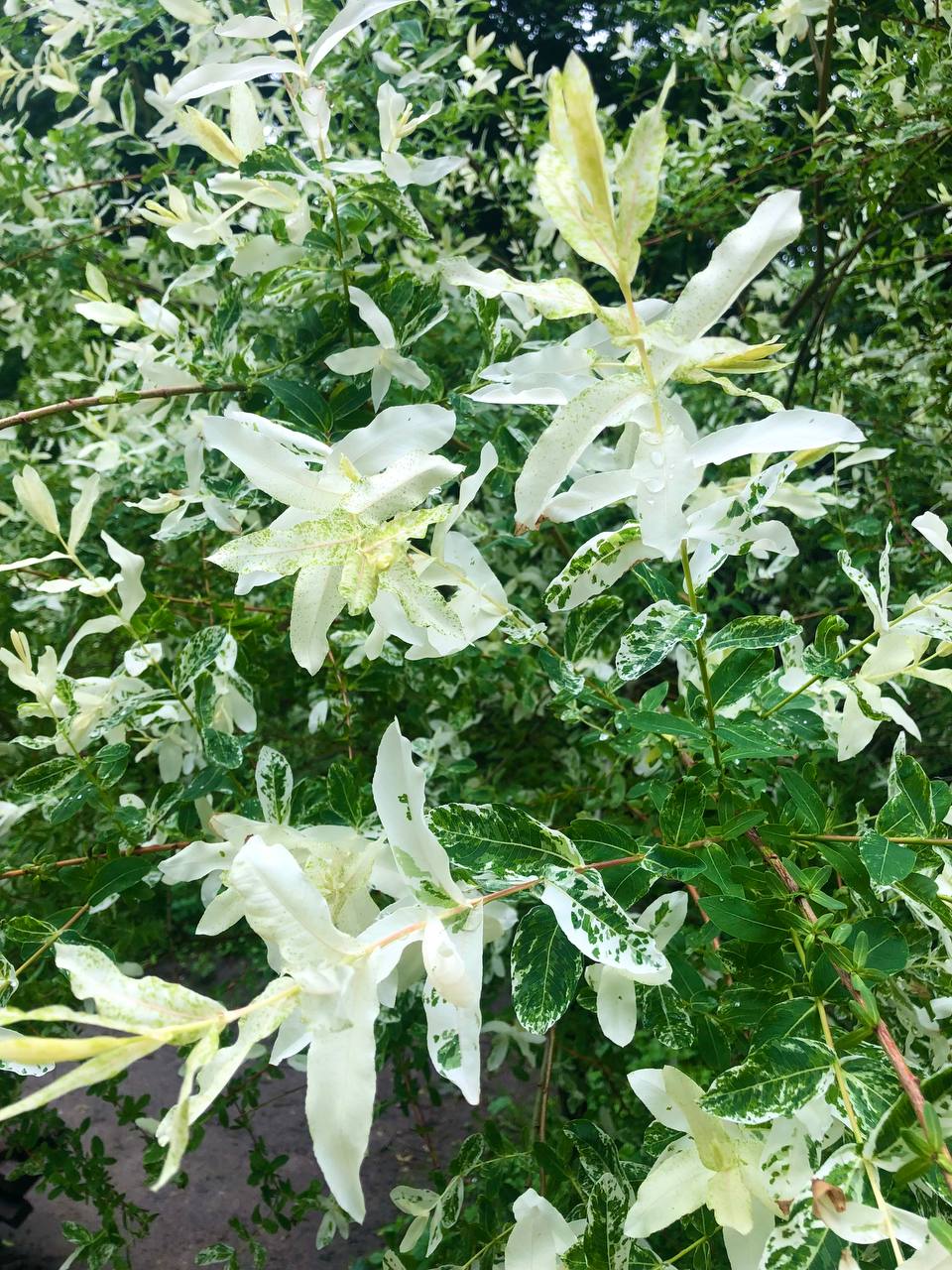 БС3photo 2026 06 05 10 42 39