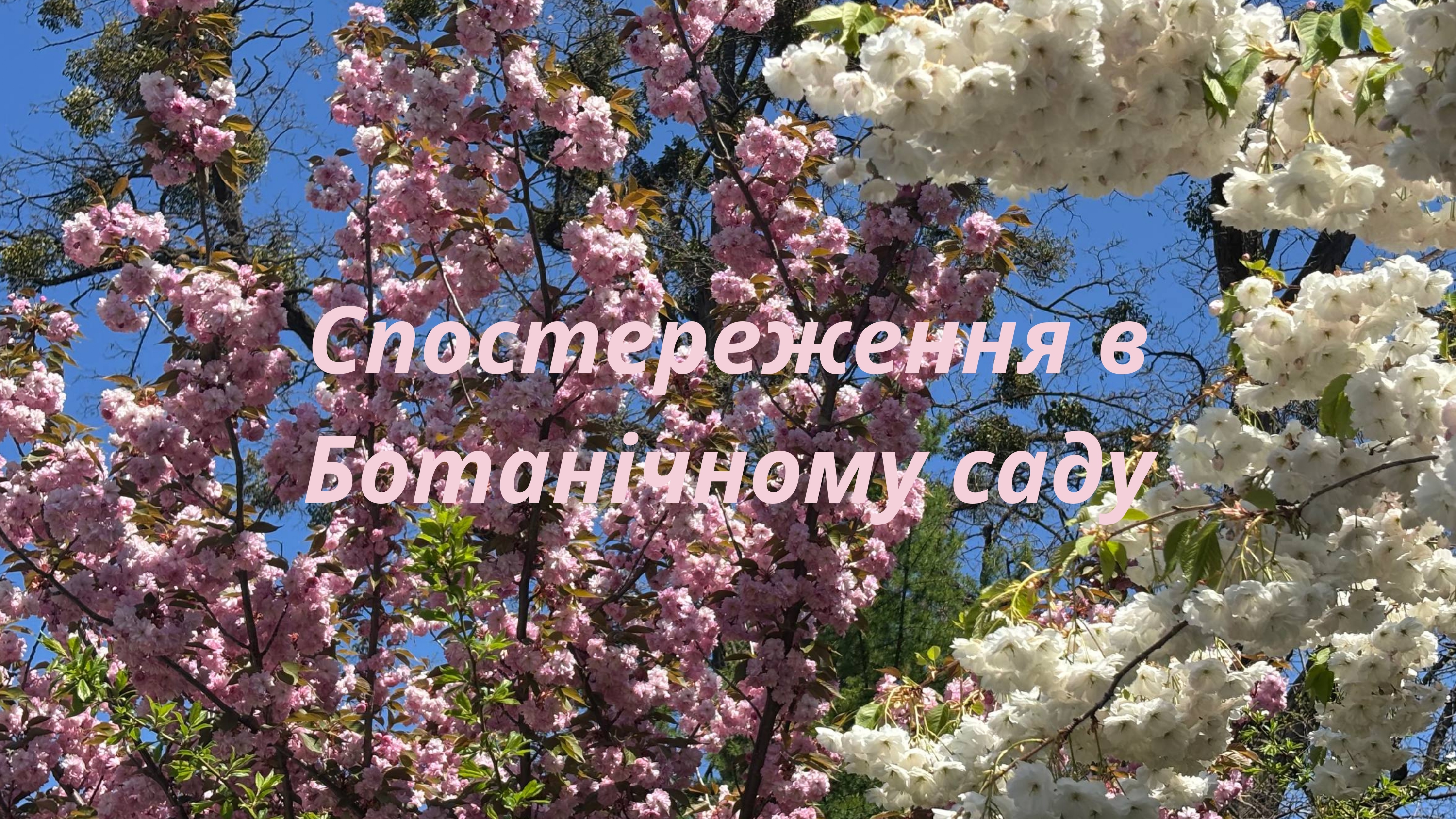 Бот сад 4 page 0001